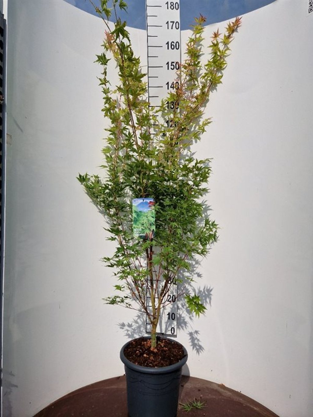 Acer pal. 'Sangokaku' - C15 125-150 CM